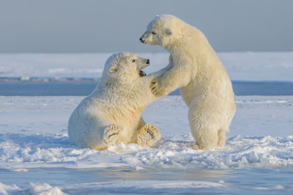 Picture showing a cute polar bears
