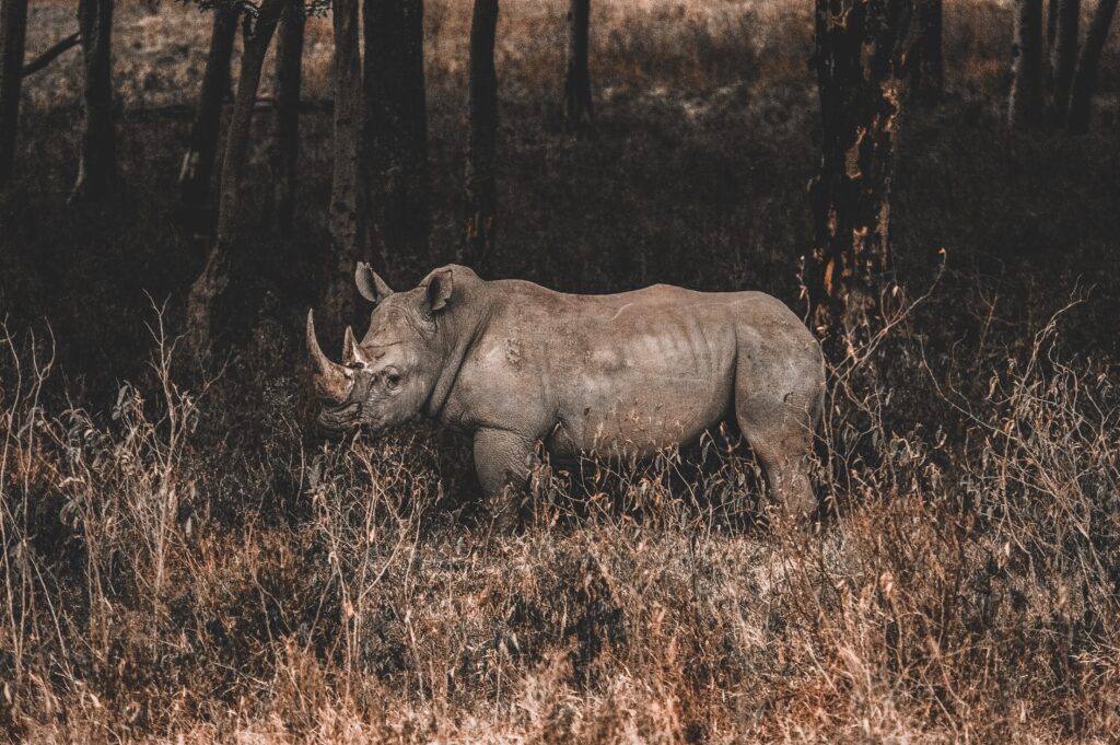 Picture showing a rhino
