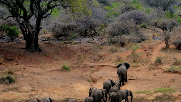 Picture showing Climate Change on Wildlife