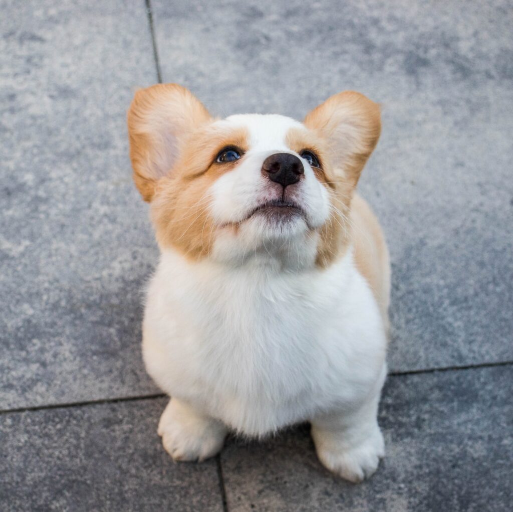 Picture showing a cute baby corgi