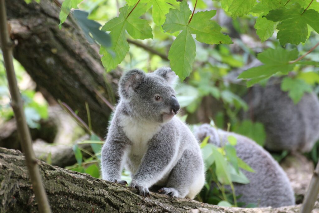 Picture showing a cute koala