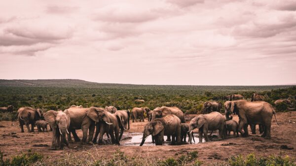 Picture showing wildlife photography