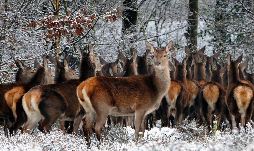 Picture showing deers