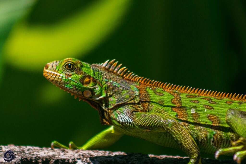 Picture showing a chameleon 