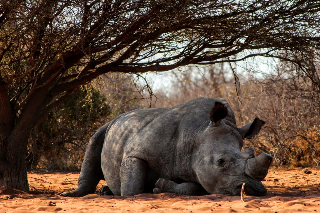 Picture showing a rhino 