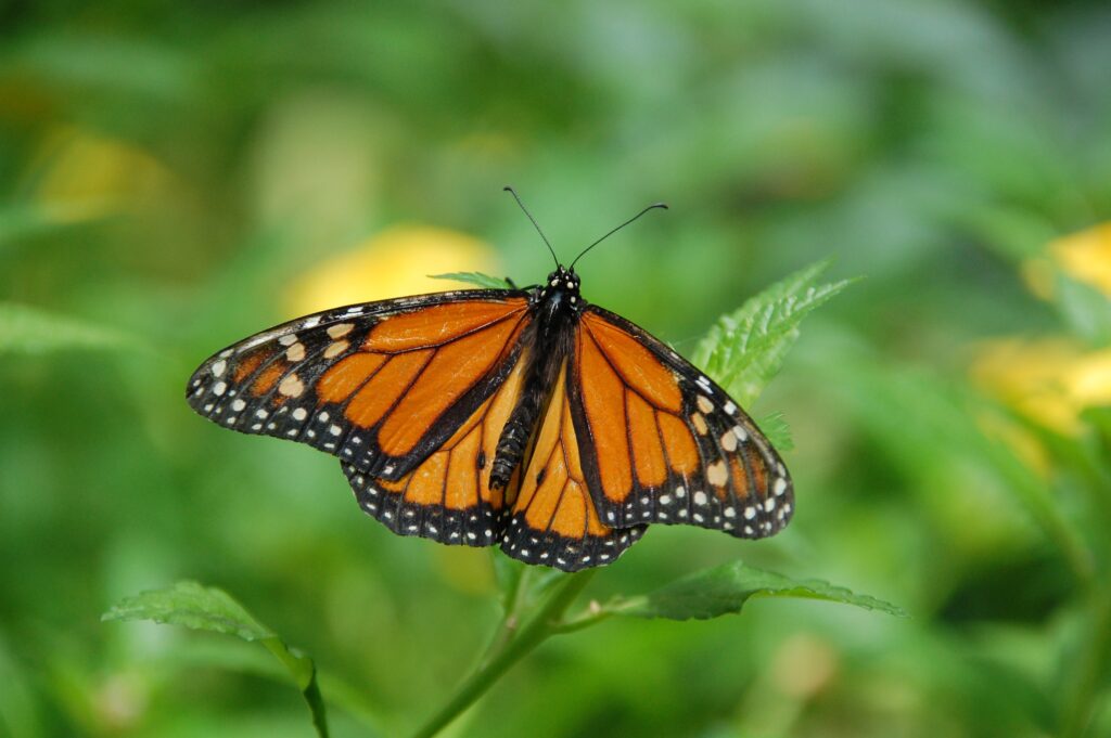Picture showing Monarch Butterfly